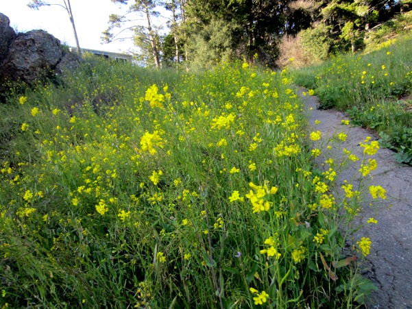 wild mustard flowers